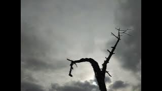 Photo of tree in front of gray sky