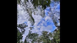 Photo pointing to the sky with tree tops around